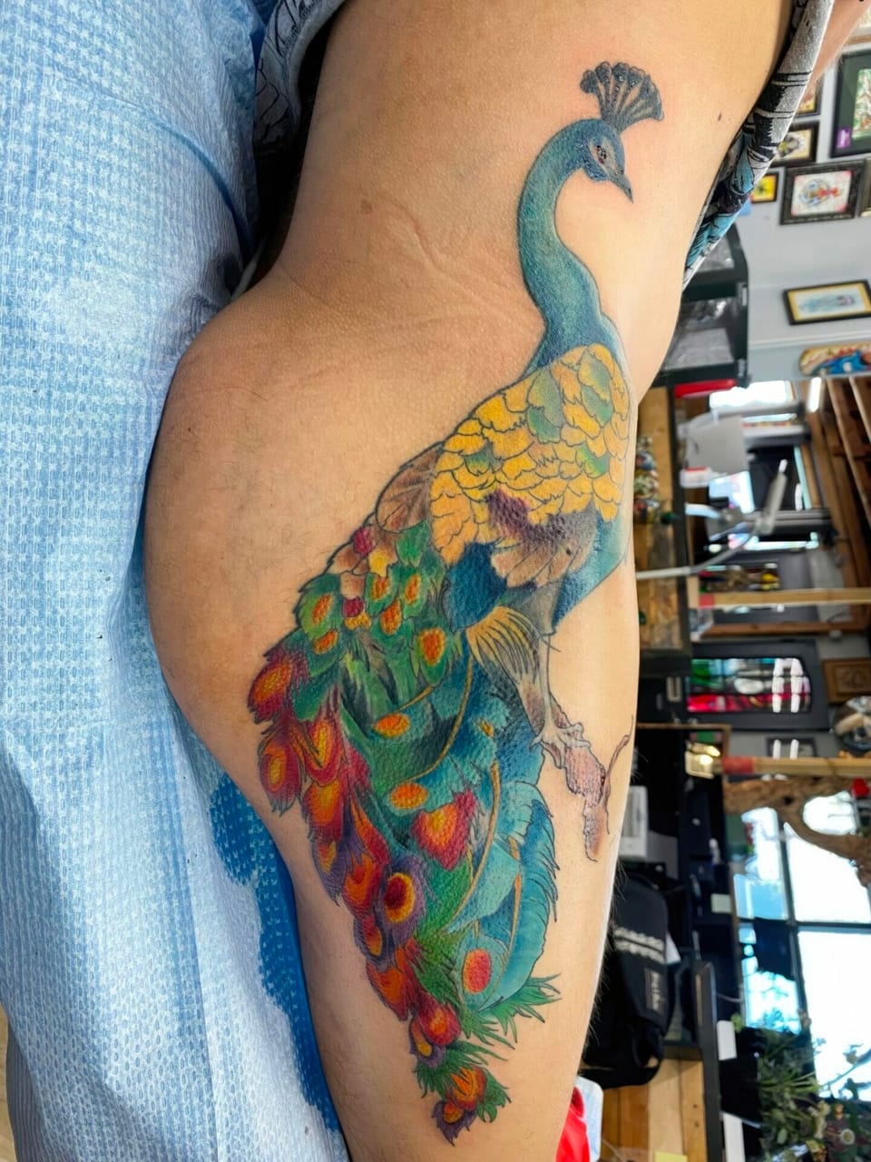 A color illustrative peacock perches with green and orange tail feathers hanging down the inner upper arm.